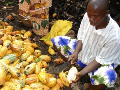 Fairtrade-Original-Reisfoto-cacaoboer-in-Ghana-scaled-1.jpg