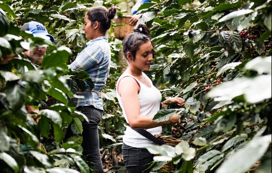 Koffieboeren van coöperatie Prodecoop in Estelí, Nicaragua