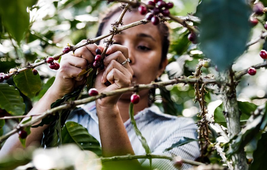 koffieboerin plukt koffiebessen in Nicaragua
