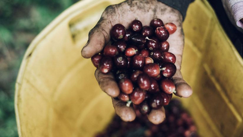 Dieprode koffiebessen worden geplukt voor Community Coffee