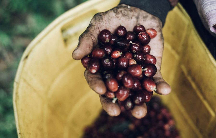 Dieprode koffiebessen worden geplukt voor Community Coffee