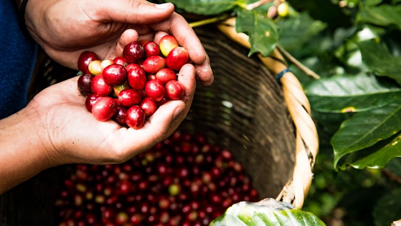Fairtrade Original koffiebonen in Nicaragua