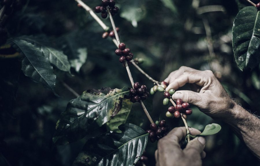 Community Coffee plukken Colombia