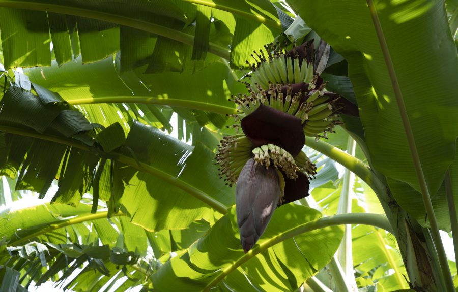 Bananenbloesem