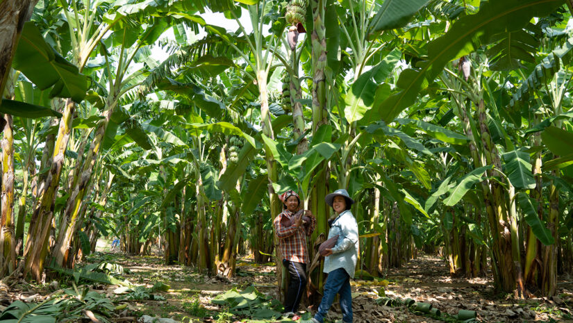 Bananenbloesem boerinnen - Fairtrade Original