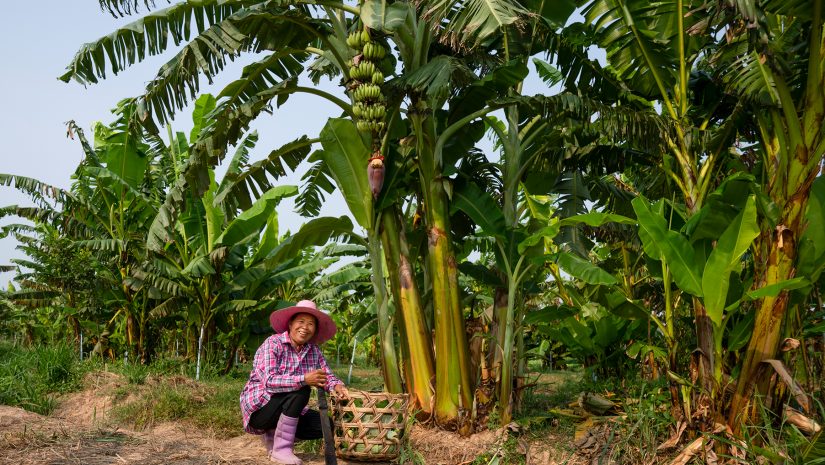 Bananenbloesem boerinnen - Fairtrade Original