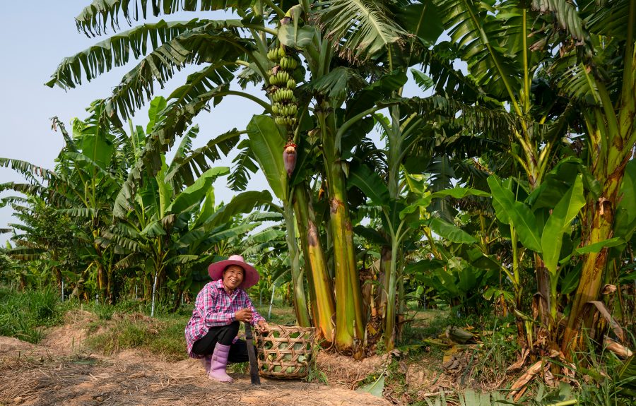 Bananenbloesem boerinnen - Fairtrade Original