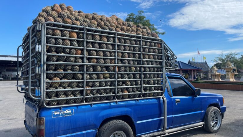 Verse ananassen in vrachtwagen